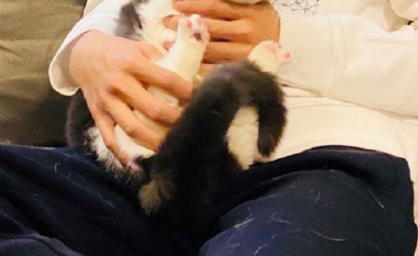 自家小猫"坚果"探班肖战,网友:只想魂穿坚果