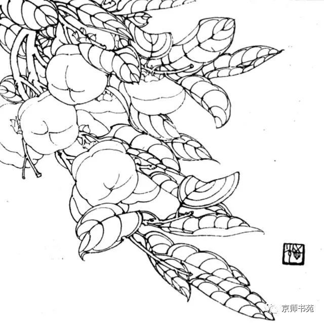 花卉白描干货