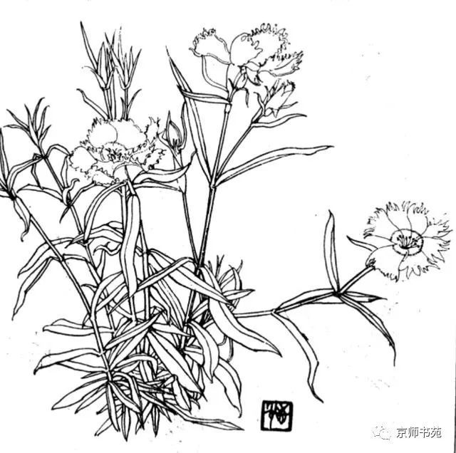 80,石竹草