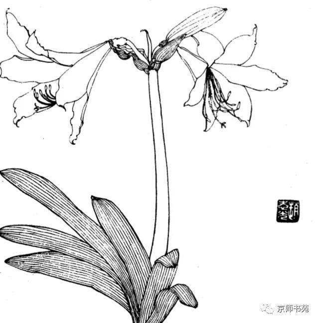 95,朱顶红