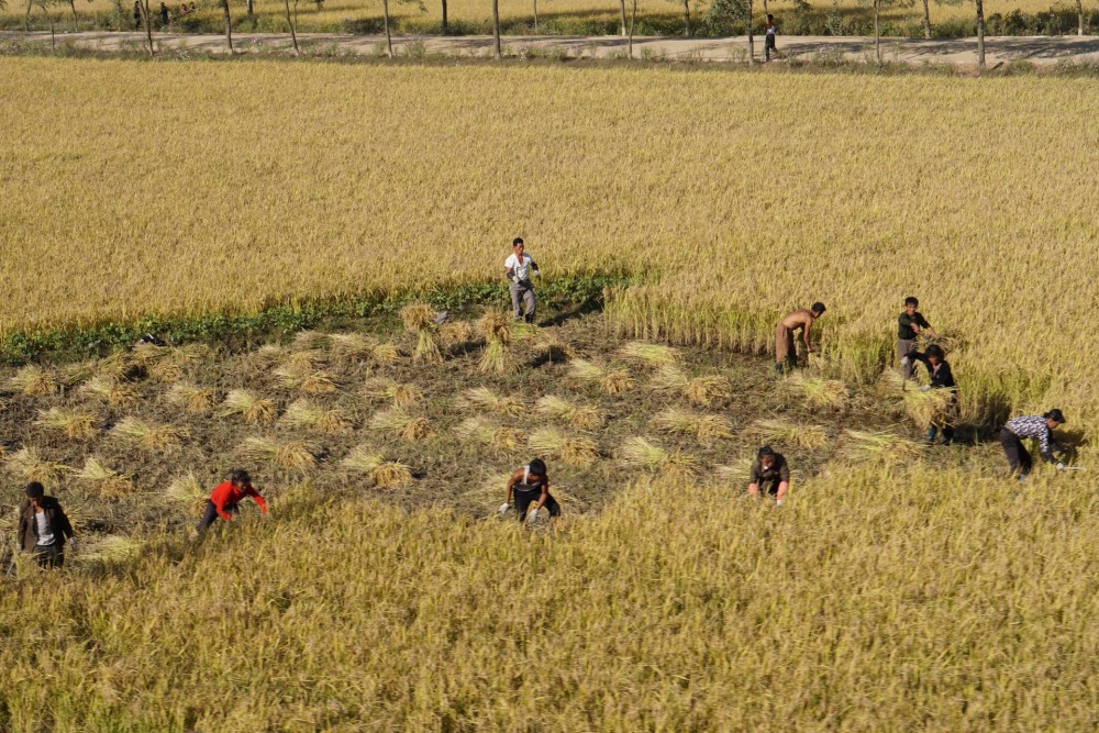 图为稻谷成熟的季节,一群朝鲜农民正集体在地里收割稻谷.