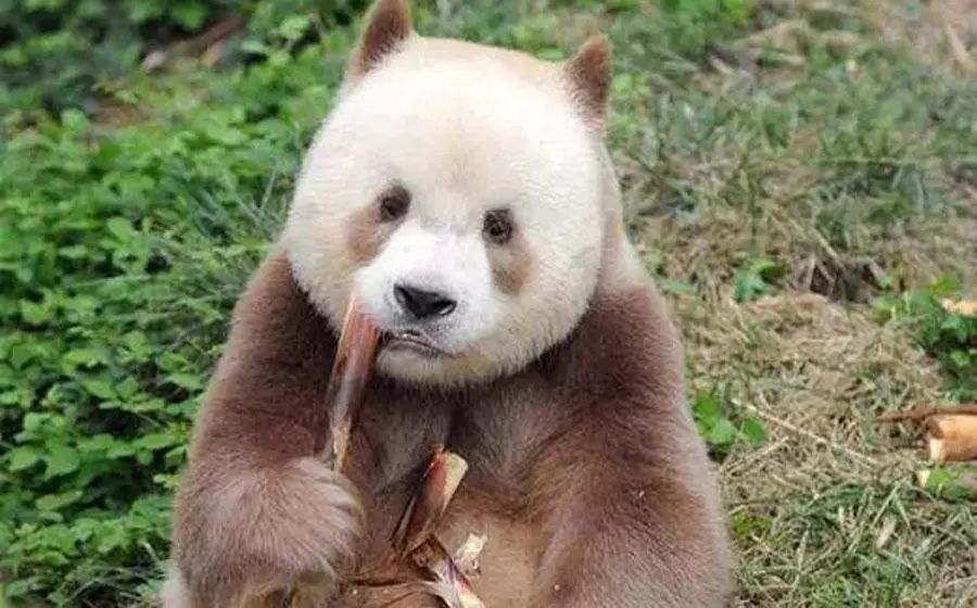 西安旅行,国宝大熊猫,棕色大熊猫,七仔,西安秦岭