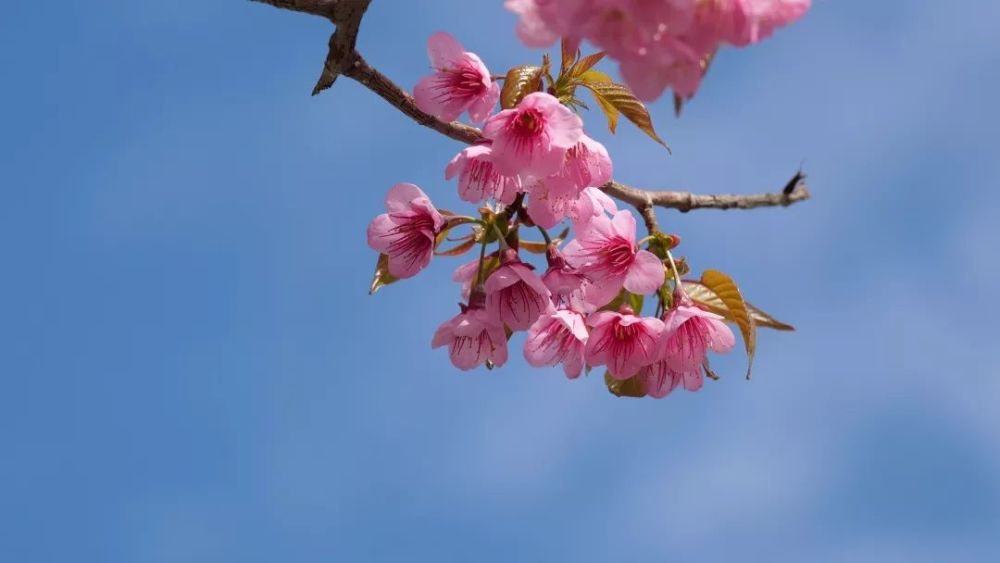 红河州各地绝美冬樱花盛放,惊艳整个冬天