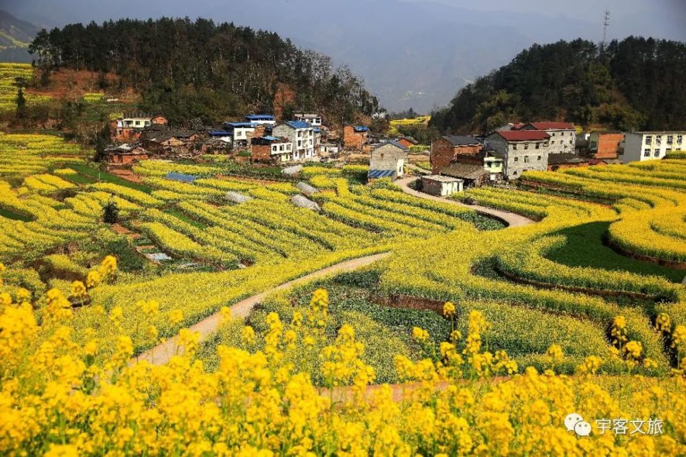 油菜花,中都镇,屏山县,罗天育