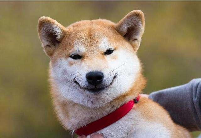 狗狗微笑是因为开心?或许是笑里藏刀!狗狗微笑的真正原因有这些
