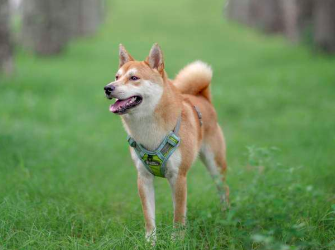 日本秋田犬和中华田园犬啥关系,这些秘密,有多少是你不知道呢?