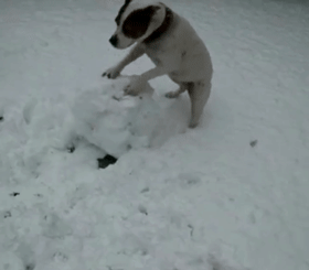 北方狗狗会滚雪球——来玩打雪仗不,输了住院的那种!