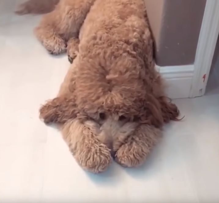 巨贵犬长大后认为自己还是宝宝,出门必须要主人抱,真心疼它主人