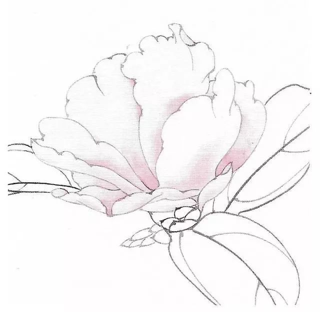 工笔画茶花画法及茶花白描画谱
