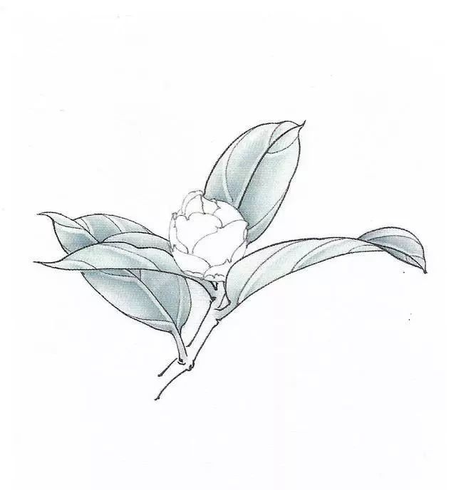 工笔画茶花画法及茶花白描画谱