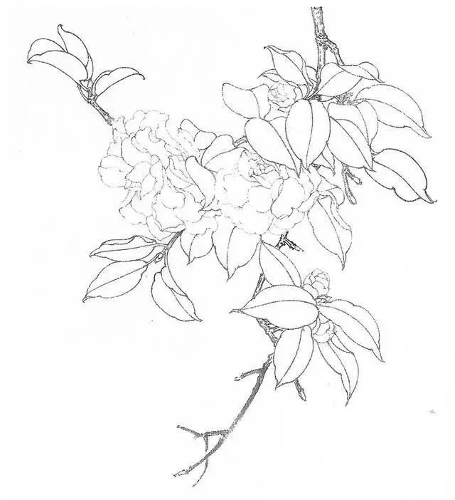 工笔画茶花画法及茶花白描画谱