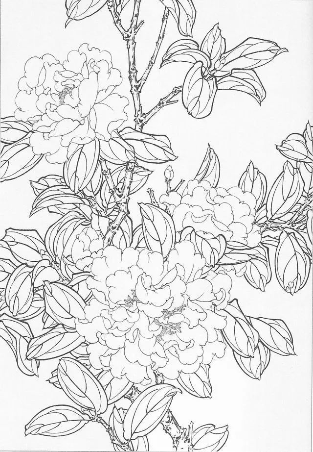 工笔画茶花画法及茶花白描画谱