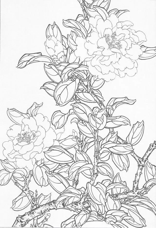 工笔画茶花画法及茶花白描画谱