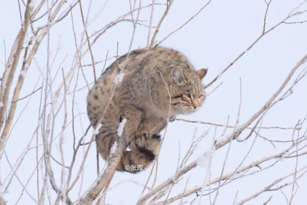 国内第一次手拍亚洲野猫,竟然是在树上!