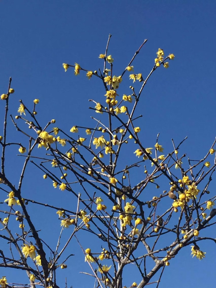 蜡梅花在霜雪寒天傲然开放,花黄似蜡浓香扑鼻!