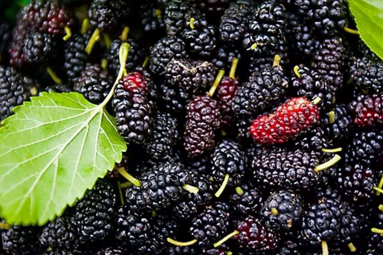 肝病患者注意,这4种水果平时尽量多吃,或有助于肝脏恢复健康