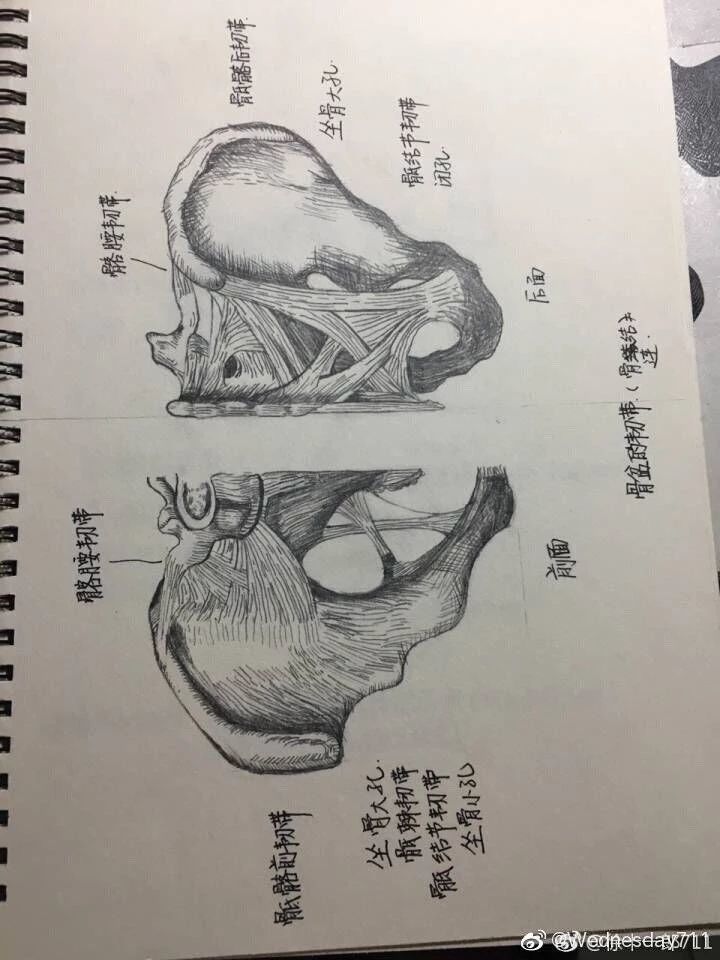医学生,医学,绘画