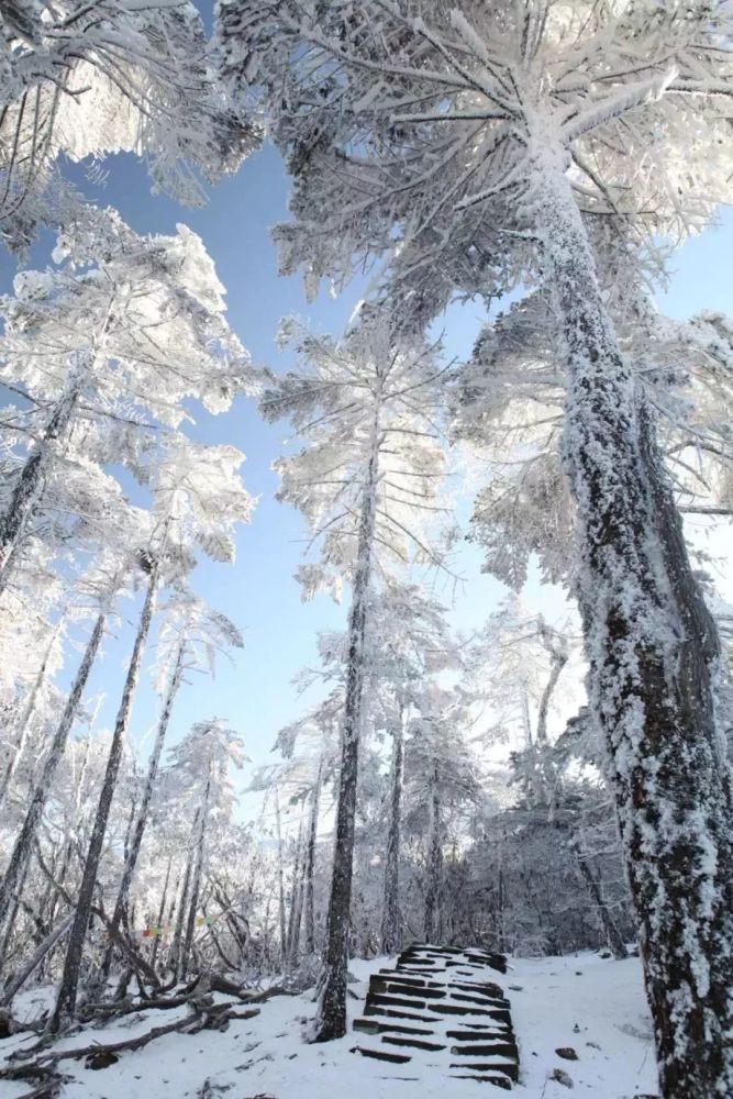 云南,雪景,丙中洛,怒江州,鸡足山,雾凇