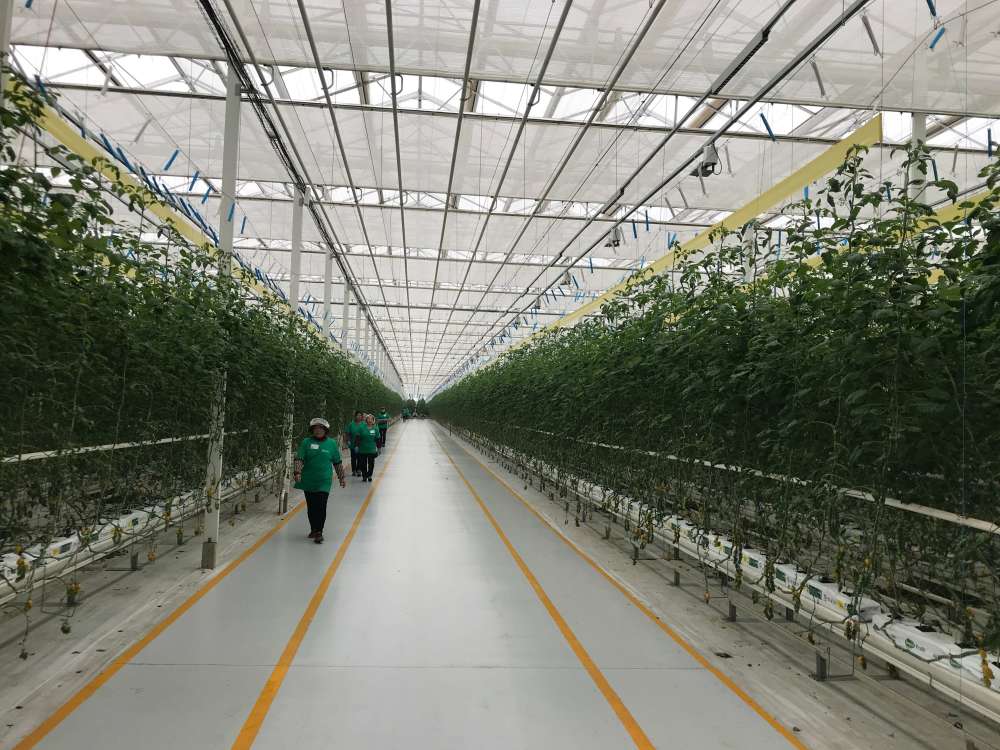 西南智慧农业项目试运行一季度 产值600多万