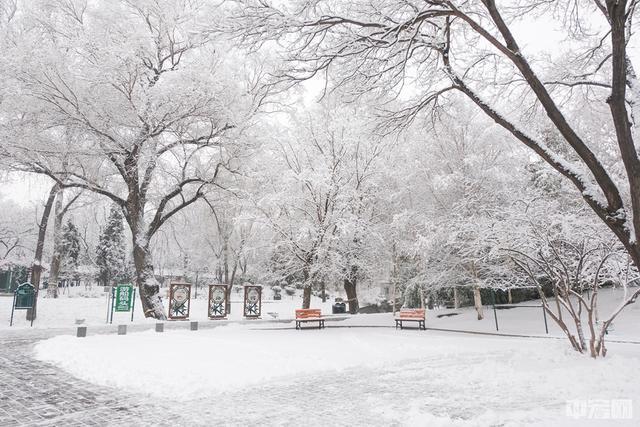 1月5日晚,北京迎来2020年首场降雪.6日,紫竹院公园内一处雪景.