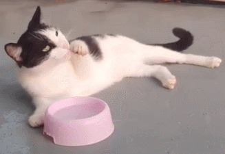 冬天猫咪不爱喝水?小心泌尿疾病找上门!