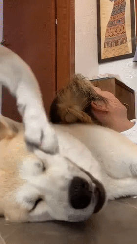 狗 狗狗 猫 猫咪 小猫 桌面 280_498 竖版 竖屏 手机 gif 动态图 动图