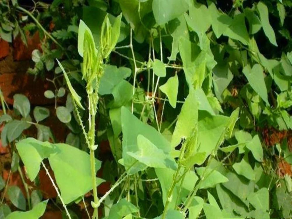 野草,野菜,野果,草药