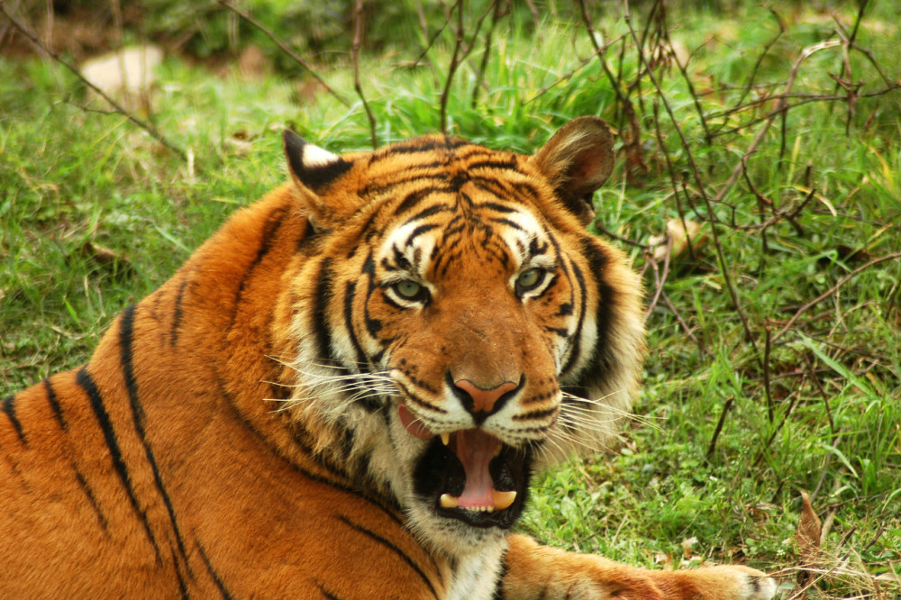 在野外对着老虎蹲下,老虎会像狗一样的吓跑吗?看后大吃一惊!
