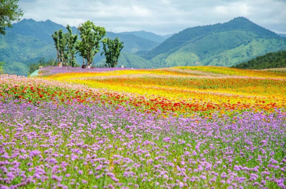 紫金山花海公园第二季来袭啦 千亩花海焕颜升级!