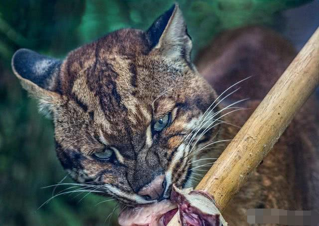 辟谣:神秘的猫科动物亚洲金猫即将灭绝?错,它在栖息地