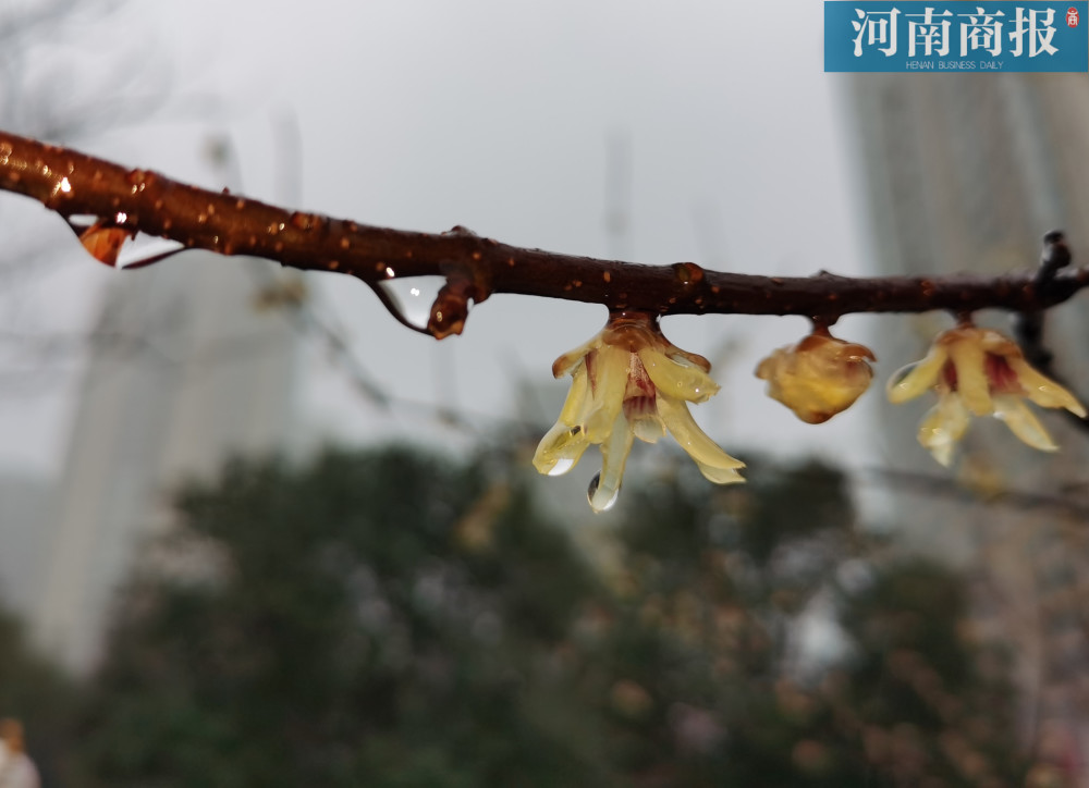 树木的枝头挂着串串雪融化后的水滴,晶莹透亮,树枝和花瓣干干净净