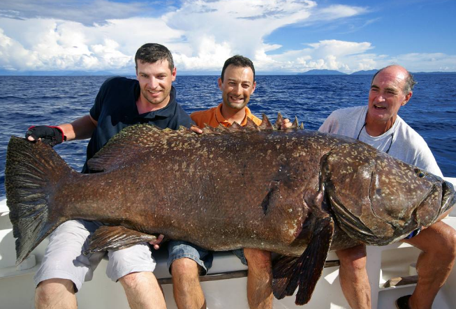 渔民发现巨型石斑鱼,因其太大不敢捕捞,专家:千万别捕捞