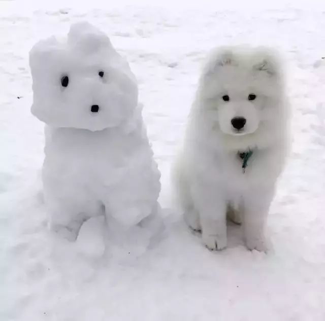 灵魂堆雪铲屎官为狗狗量身打造了个雪人,它气到崩溃!