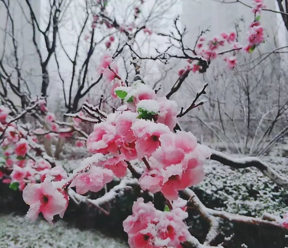 01   无数桃花水浸霞 02 济南市长清第二实验中学 雪来了,雪来了, 她