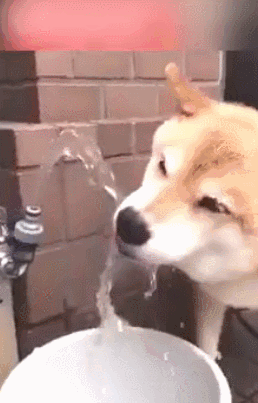 这狗子竟然自己开了水龙头,水喷上来之后,咕噜咕噜的喝了好几大口,看