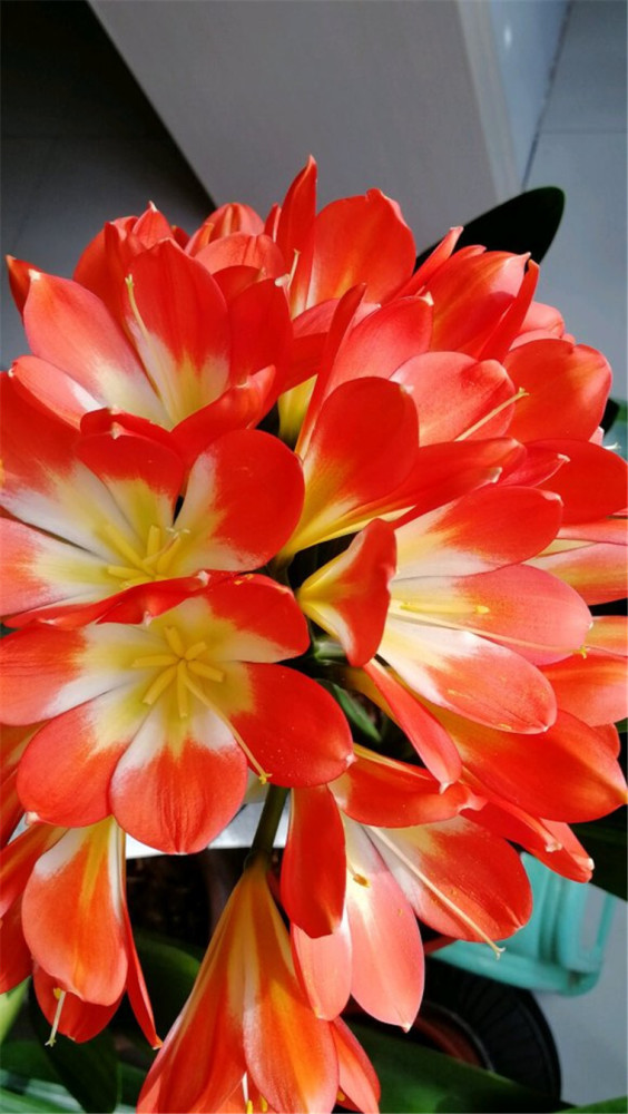 老花农养君子兰的3招式,促花快,花蕾红似火!
