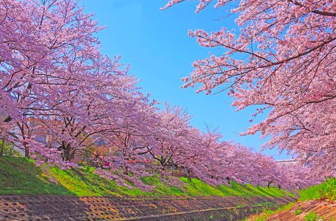 奈良县,樱花,日本_旅游,世界遗产,平城宫迹,油菜花