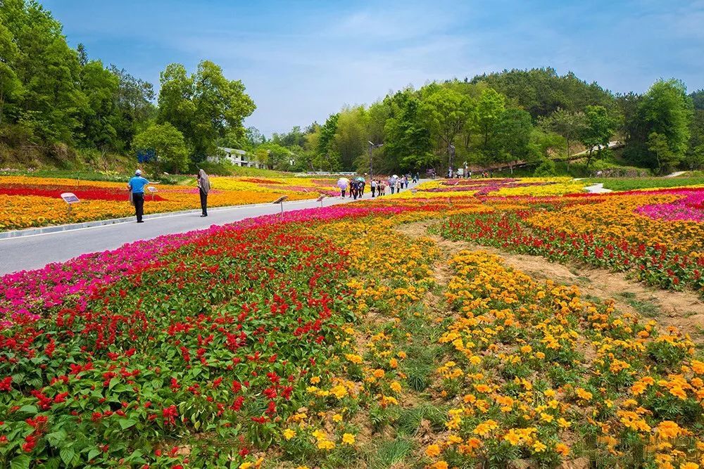 湖北新添9家4a景区,今天带你去看四季花海