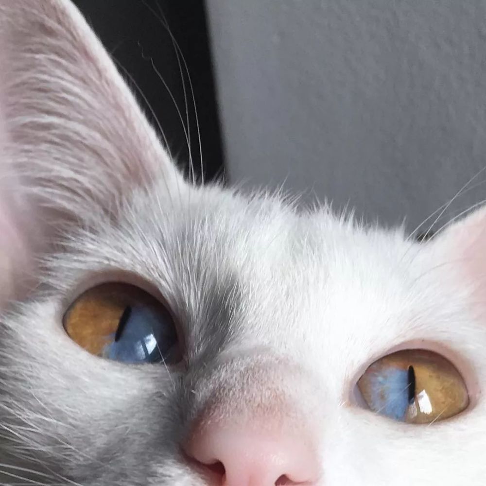 你见过拥有扇形异色瞳的猫猫吗?