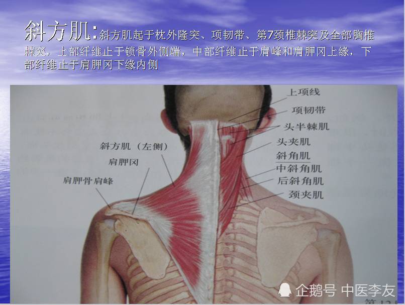 低头族肩背痛的福音,一块会引起背痛,圆肩驼背甚至头痛的肌肉,你需要