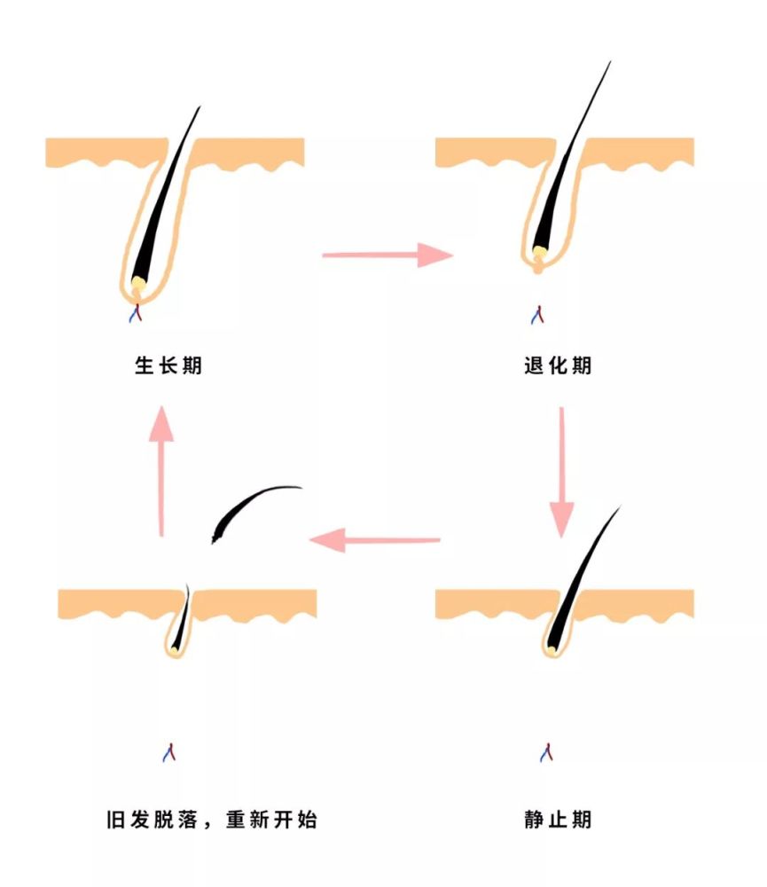 纺织工会有一个2-3月的休假期 此时的毛发发根较浅,容易脱落 毛囊