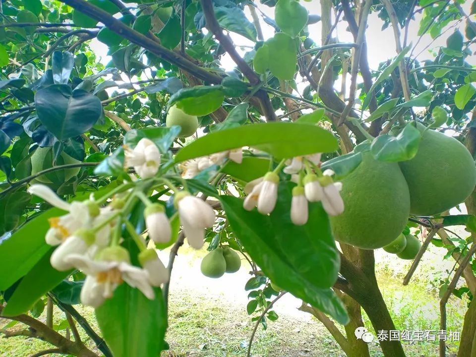 红宝石青柚花果同树
