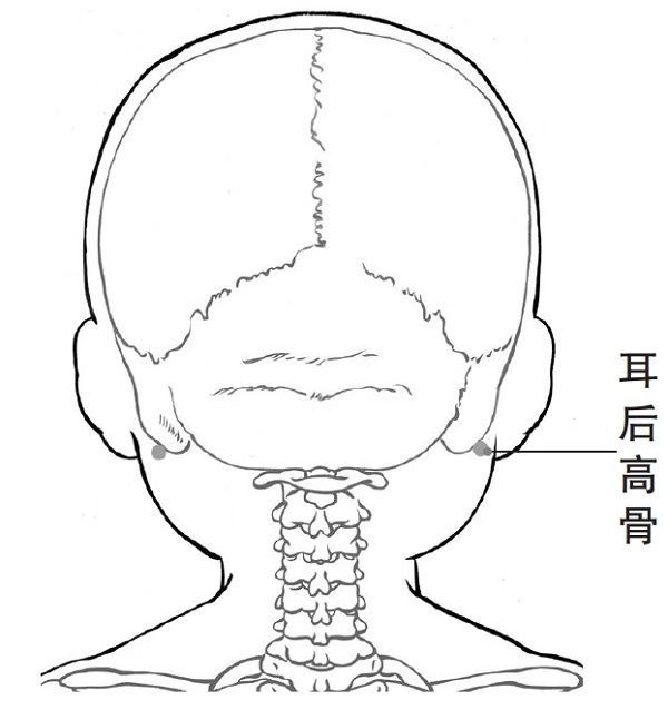 耳后高骨