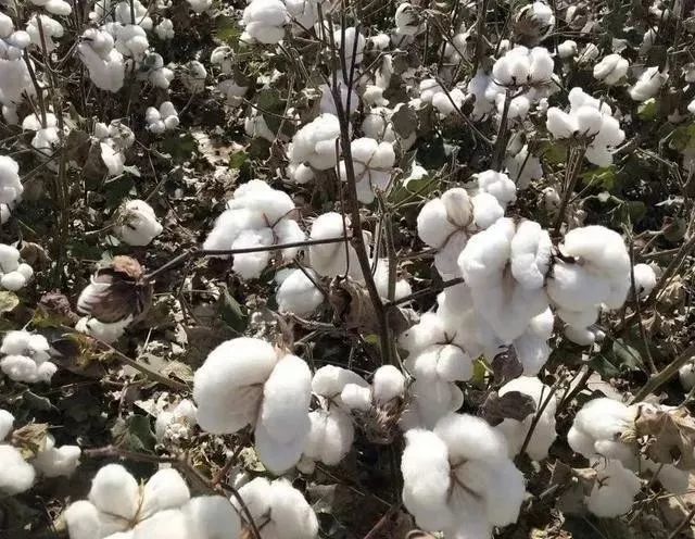 棉农如何选购2020年棉花种植品种,你怎么看?