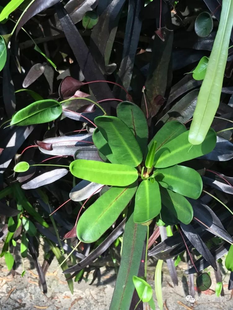 植物缅甸:琴叶珊瑚,见证一段植物缘的开始