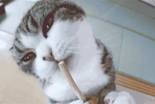 猫咪,喵星人,兽医,萌宠,科学养宠