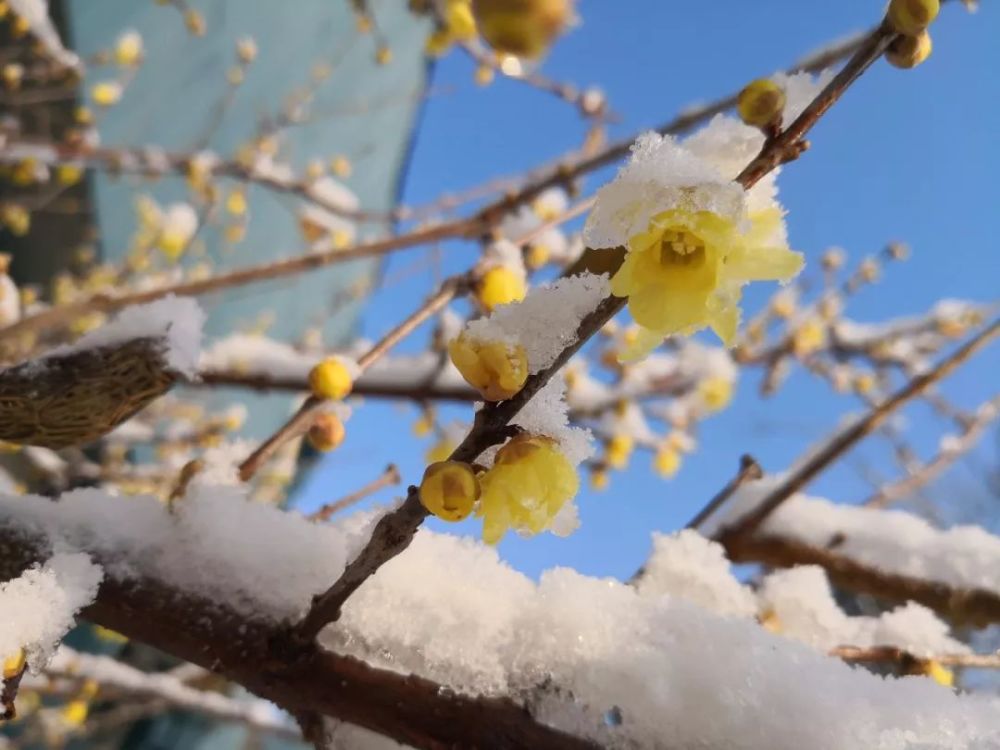 瑞雪兆丰年!长清最美雪景为你奉上