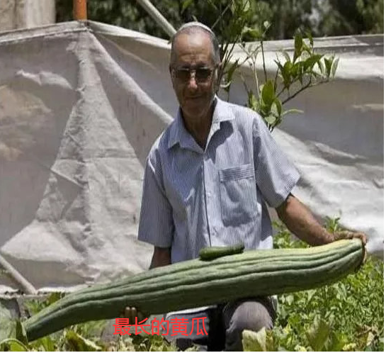 吉尼斯:世界上最长的黄瓜,长度达到1.1米,网友:想歪了