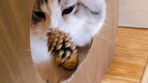 2020年新表情包已到位,喵星人恭候您的光临,快来mocha