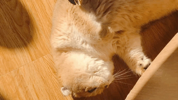 2020年新表情包已到位,喵星人恭候您的光临,快来mocha享受一次撸猫